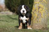 GRAND BOUVIER SUISSE 009